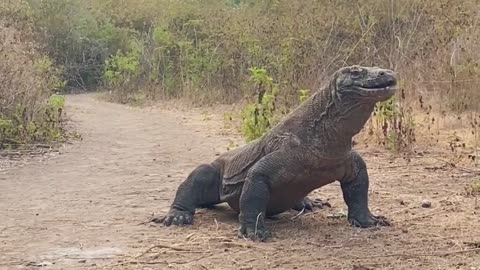 Jaw-Dropping Encounter: Giant Monitor Lizard Swallows Baby Goat