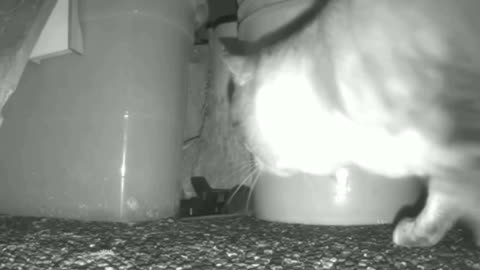 Kitty Cat Goes after Mouse. Nighttime, outdoor video. Good Kitty.