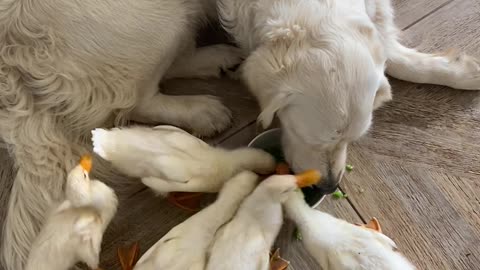 Ducklings Share Peas With Golden Retriever