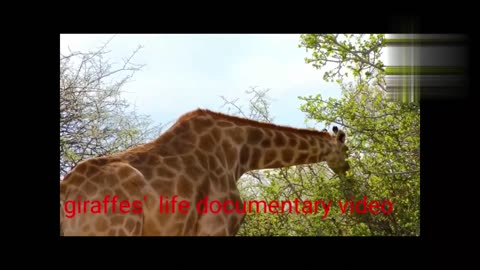 Giraffes is a highest animals in the world