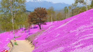 Did You Know? Takinoue Park, Hokkaido, Japan || FACTS || TRIVIA
