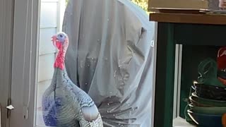 Wild Turkey is Upset About Empty Bird Feeder