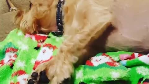 Dog throws a full on tantrum fit