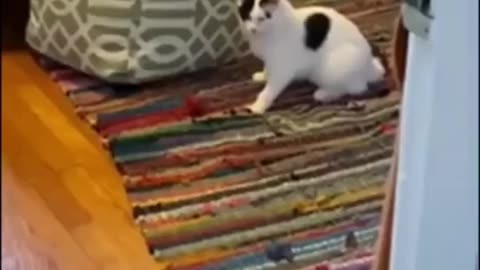 Howl-arious Hounds and Comical Cats: A Side-Splitting Compilation
