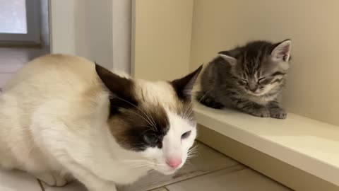 Introducing Cat to New Kitten for the First Time [Day 2]