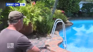 Grandfather saves young boy from python attack _ 9 News Australia