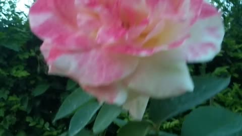 Beautiful Clips of My Garden 🌹💐💝🏡