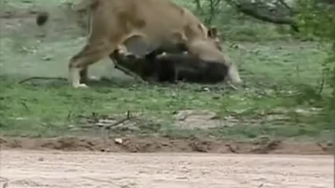 Lion Ambushing male cheetah leopard