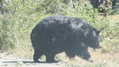 Hank the Tank Seen! Fattest bear walking in California park.#fattest bear #giant bear