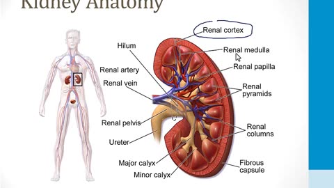 Renal - 1. Embryology, Anatomy and Physiology - 2.Renal Anatomy