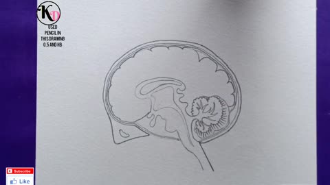 brain diagram easy way to draw