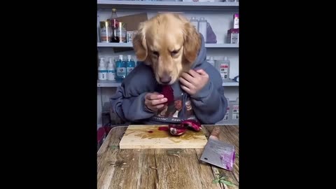 New Funny Animals 😂 Funniest cats and dogs vedio