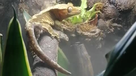 Clumsy Gecko Falls From Branch