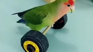 Amazing (Parrot 🦜🦜🦜) short videos. Animal's short videos.