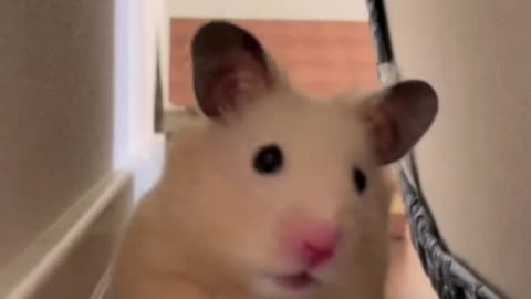 The Cute Hamster