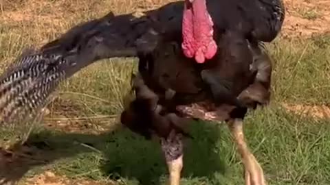 Turkeys come running for special snack