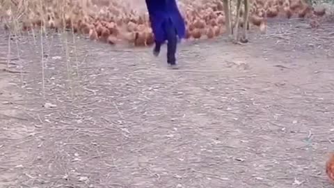 TRY NOT TO LAUGH .. Crazy chicken is amazing and funny.. ANIMALS funniest