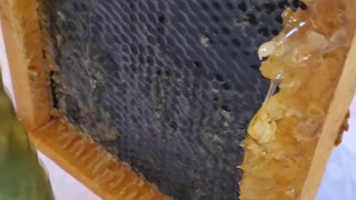 Honeycomb extraction