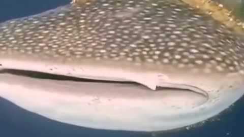 Hero divers helping a whale shark