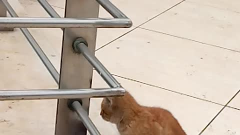 Hungry hobo cat