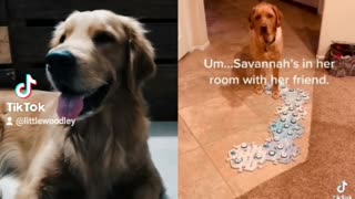 Golden Retriever's Reaction Video to a smart dog