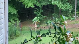 Deer In The Yard