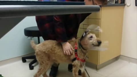 After This Blind Dog Got Surgery To See Again, His Adorable Reaction Touched 14 Million Hearts