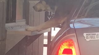 Dog Eats Pupcup Directly From Baristas Hand