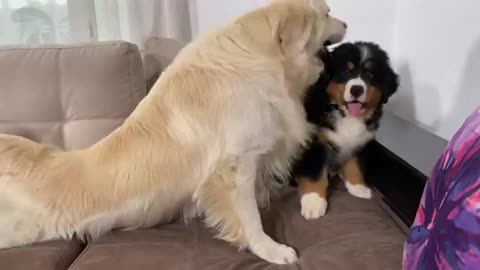 What a Golden Retriever does when ignored by a Bernese Mountain Dog Puppy