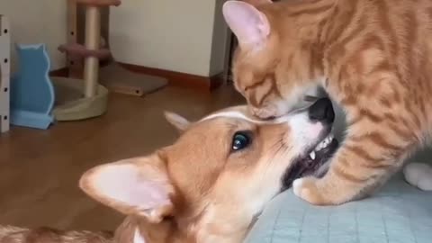 The cat lovingly licks the dog's mouth...🫶🥰