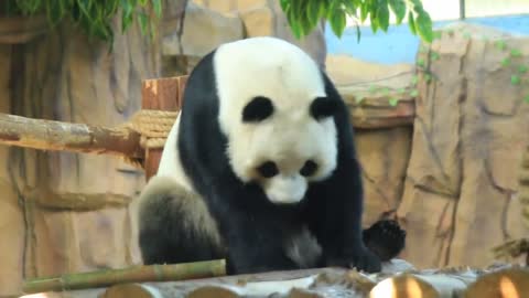 Panda Animal World Tour