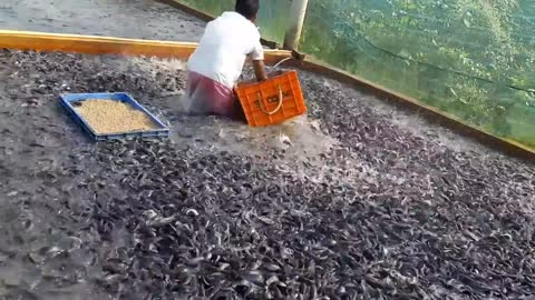 Catfish Farming In Cement Tank In Asia|hybrid magur fish farming in india