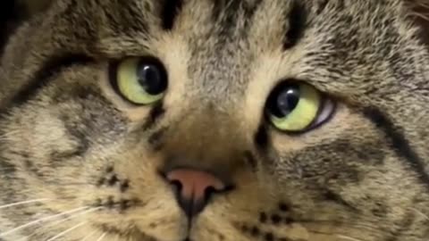 Funny & Cute Cats🥰🥰 #cats #dogs #reels #shorts #viral #pets #redfoxfolder