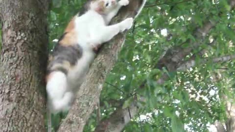 funny cat dumbbing video that makes you laugh