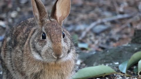 Cute animal. Rabbit is very serious