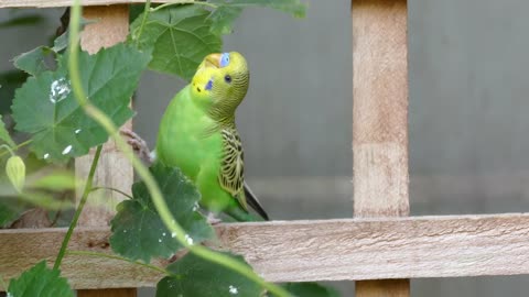 Budgerigar Bird Parrot Pet Animal Yellow Small