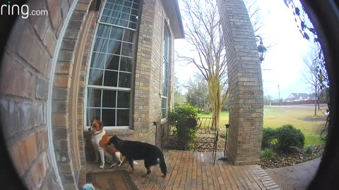 Family dog ring the doorbell in house 😍😍😍