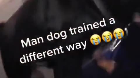 Claimed He Trained His Dog