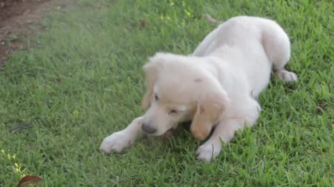 Cute Puppy's Watch them play They will make you smile