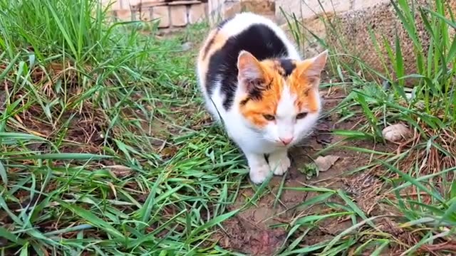 The cat eats grass. Cute colorful street cat #catvideos #cat