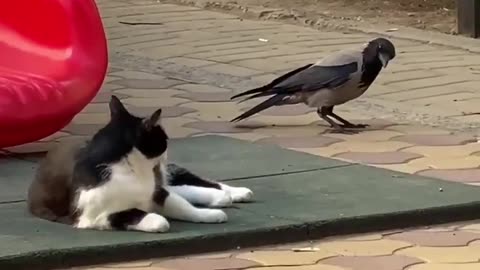 Funny animal cat & pigeon moment