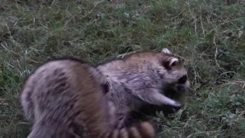 raccoons