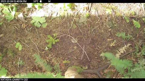 Black Bears Have a Favorite Tree