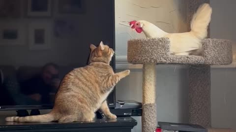 Cat And Chicken Have A Tense Stare Down