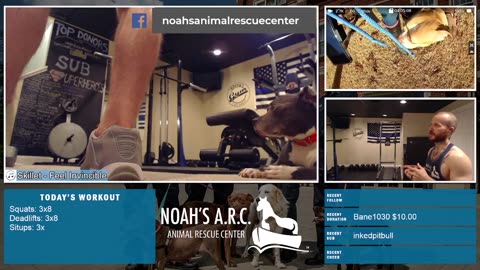 Gym Session w/Hank-a-Tank [Week 17] - Squats & Deadlifts // Animal Rescue Stream :)