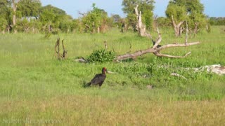 Bright Colourful Birds in their natural habitat ;-)