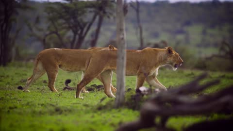 2 Lion 🦁 Dengerous look