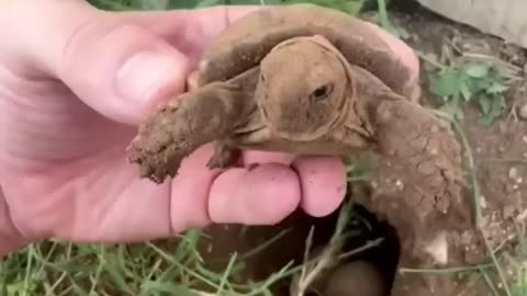 "A New Beginning: The Hatching of a Baby Tortoise"