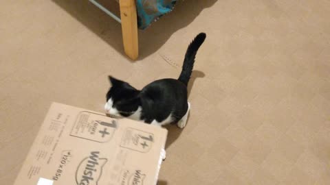 Cats Fight Over Box