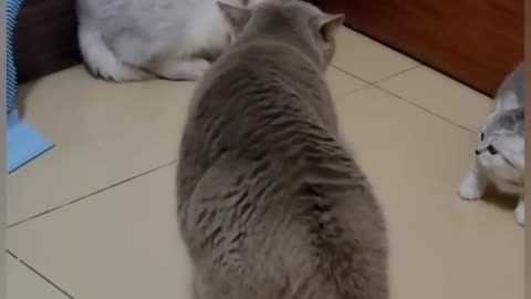 Cat funny video